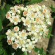 Sorbus 'Grananatnaja': Bild 4/9