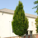 Carpinus betulus 'Fastigiata' - Säulen-Hainbuche