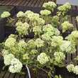 Viburnum macrocephalum 'Happy Fortuna': Bild 2/3