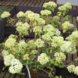 Viburnum macroph. 'Happy Fortuna': Bild 2/3
