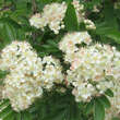 Sorbus 'Grananatnaja': Bild 3/9