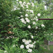 Viburnum macrocephalum 'Keteleerii': Bild 7/7