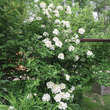Viburnum macrocephalum 'Keteleerii': Bild 7/7