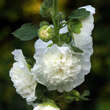 Alcea rosea 'Pleniflora weiß': Bild 1/3
