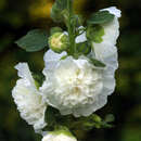 Malve, Stockrose - Alcea rosea 'Pleniflora weiß'