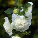 Alcea rosea 'Pleniflora weiß' - Malve, Stockrose