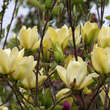Magnolia 'Hot Flash': Bild 3/3