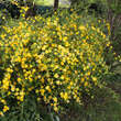 Kerria japonica 'Golden Guinea': Bild 2/2