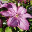 Clematis 'Liberty': Bild 2/3