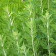 Perovskia atriplicifolia 'Blue Spire': Bild 3/5