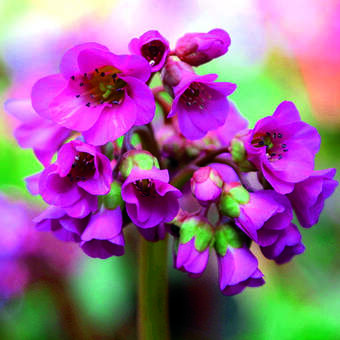 Bergenia 'Rotblum'