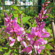 Indigofera himalayensis 'Silk Road': Bild 3/4