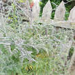 Rubus thibetanus 'Silver Fern': Bild 6/6