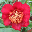 Paeonia delavayi: Bild 3/7