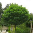 Robinia pseudoacacia 'Umbraculifera': Bild 5/5