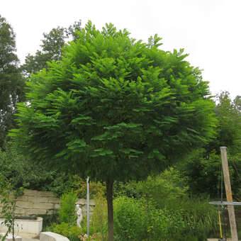 Kugelakazie - Robinia pseudoacacia 'Umbraculifera' - nichtblhend