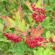 Viburnum opulus 'Notcutt's Variety': Bild 6/8