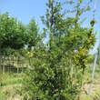 Quercus phillyreoides: Bild 4/4