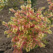 Xanthoceras sorbif. 'Happy Orange': Bild 6/7