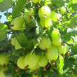 Ribes uva-crispa 'Invicta': Bild 4/5