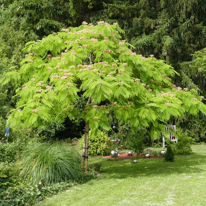 Schirm Seidenbaum Albizia Julibrissin Ombrella Rosa