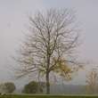 Gleditsia triacanthos 'Skyline': Bild 4/9