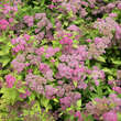 Spiraea fritschiana: Bild 3/3