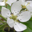 Pyrus com. 'Doppelte Phillipsbirne': Bild 2/2