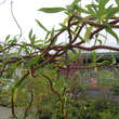 Salix 'Erythroflexuosa': Bild 2/6