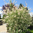 Salix integra 'Hakuro Nishiki': Bild 5/5