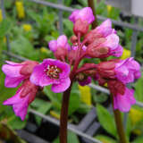 Bergenia 'Baby Doll' - Riesensteinbrech