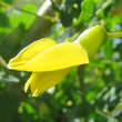 Caragana arborescens 'Pendula': Bild 2/6