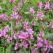 Indigofera himalayensis 'Silk Road': Bild 2/4