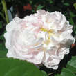 Rose 'Duchesse d'Angouleme': Bild 2/2