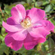 Rose 'Lavender Dream': Bild 2/5