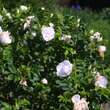 Rose 'Blanc Double deCoubert'(rug.): Bild 3/3