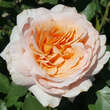 Rose 'East Park': Bild 3/4