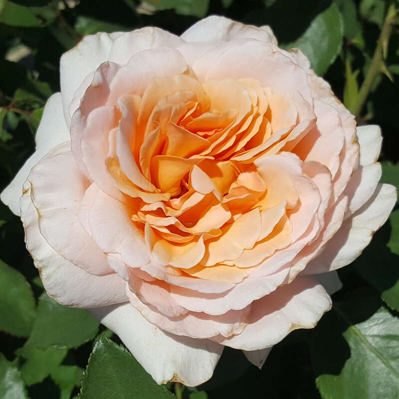 E P Roses Englische Edelrose - Rose 'East Park' - rosa