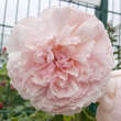 Rose 'The Wedgewood Rose': Bild 4/6