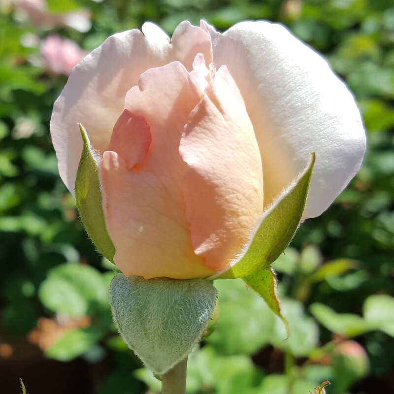 Moderne Edelrose - Rose 'Princesse Charlene de Monaco' - rosa