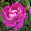 Rose 'William Lobb' (centifolia): Bild 3/6