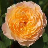 Rose 'Molineux' - Englische Beetrose