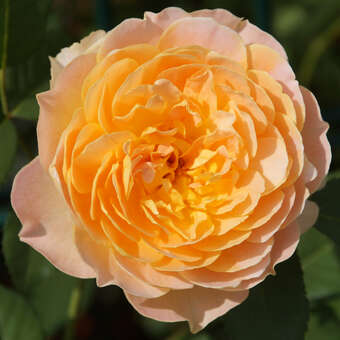 Rose 'Molineux'