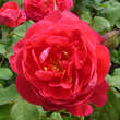 Rose 'Benjamin Britten: Bild 4/4