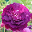 Rose 'Bleu Magenta': Bild 2/3