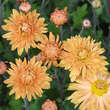 Chrysanthemum indicum 'Kleiner Bernstein': Bild 4/6