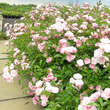 Rose 'The Fairy': Bild 6/6