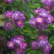 Rose 'Veilchenblau' (multiflora): Bild 2/11