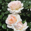 Rose 'Chandos Beauty': Bild 2/3