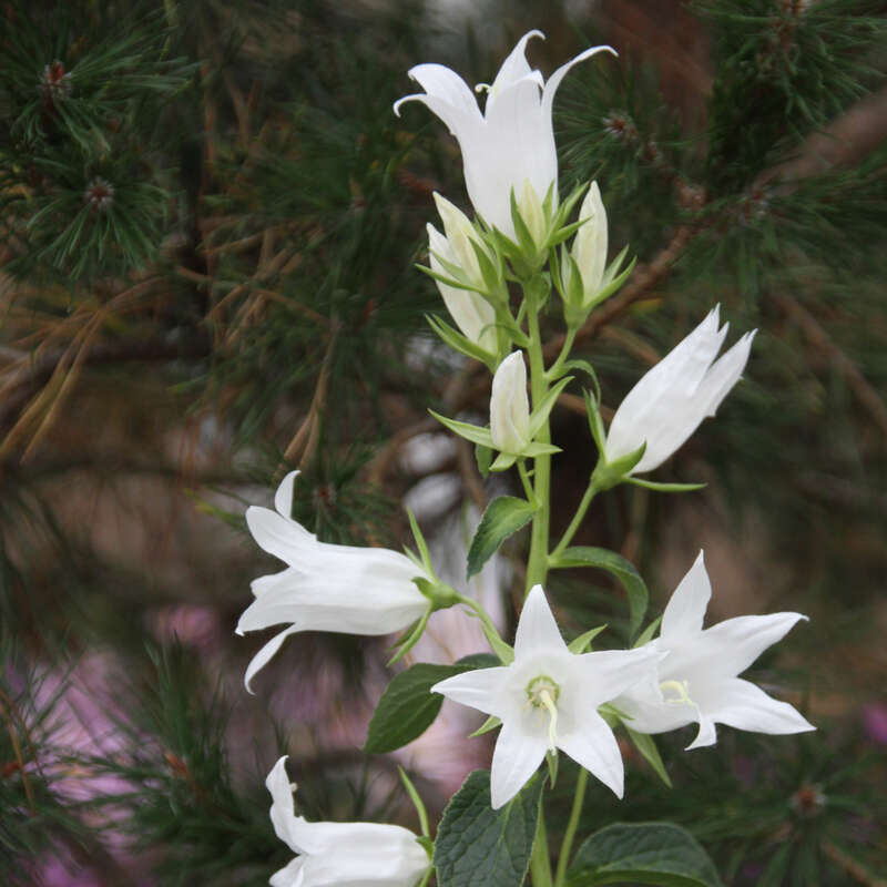 Breitblättrige Glockenblume Campanula latifolia 'Alba' weiß